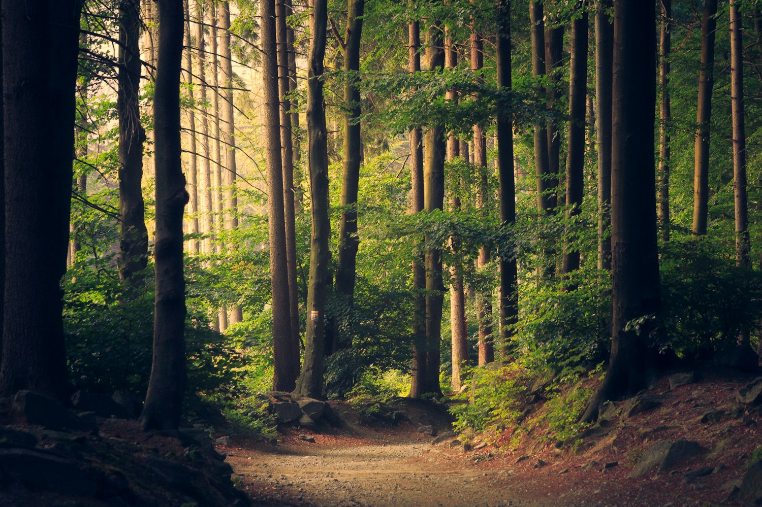 Luz numa floresta